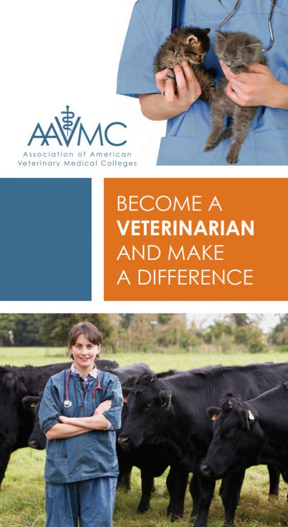 Veterinary Medicine: Is It Considered a STEM Career?